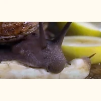 Field Recordings | NTS